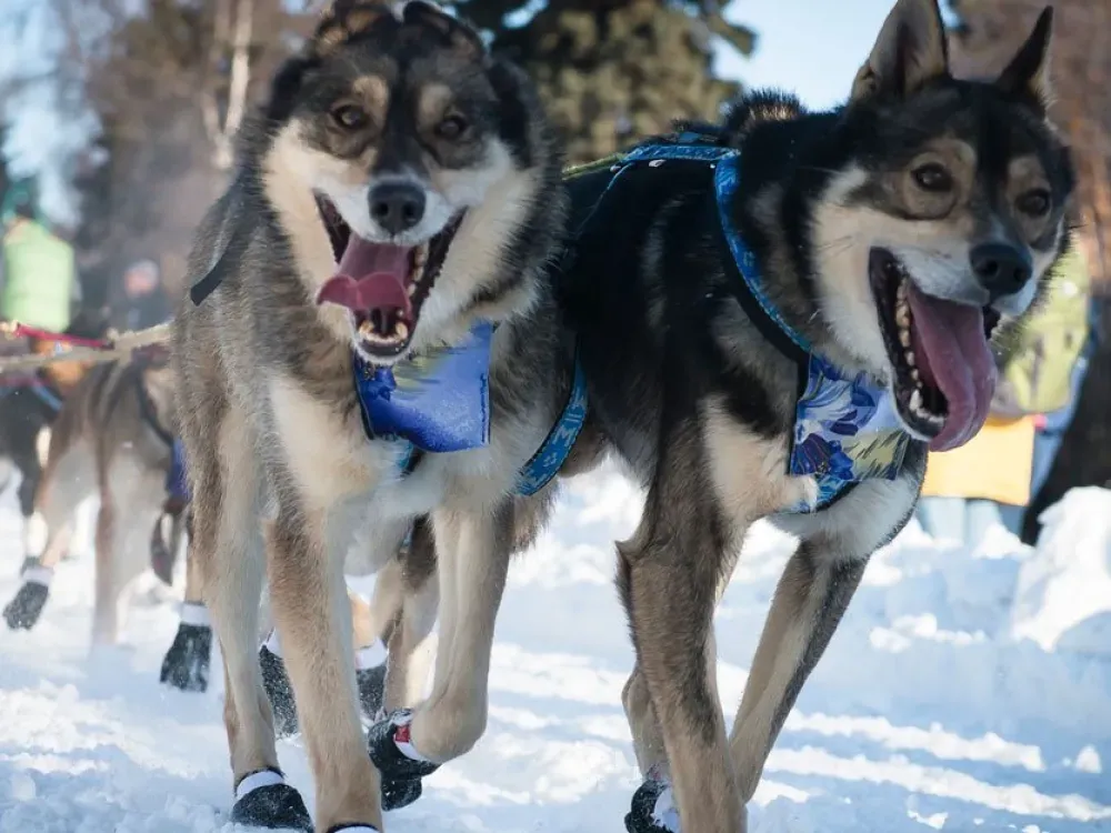 Iditarod Annual Starting Line Event - Willow - 3