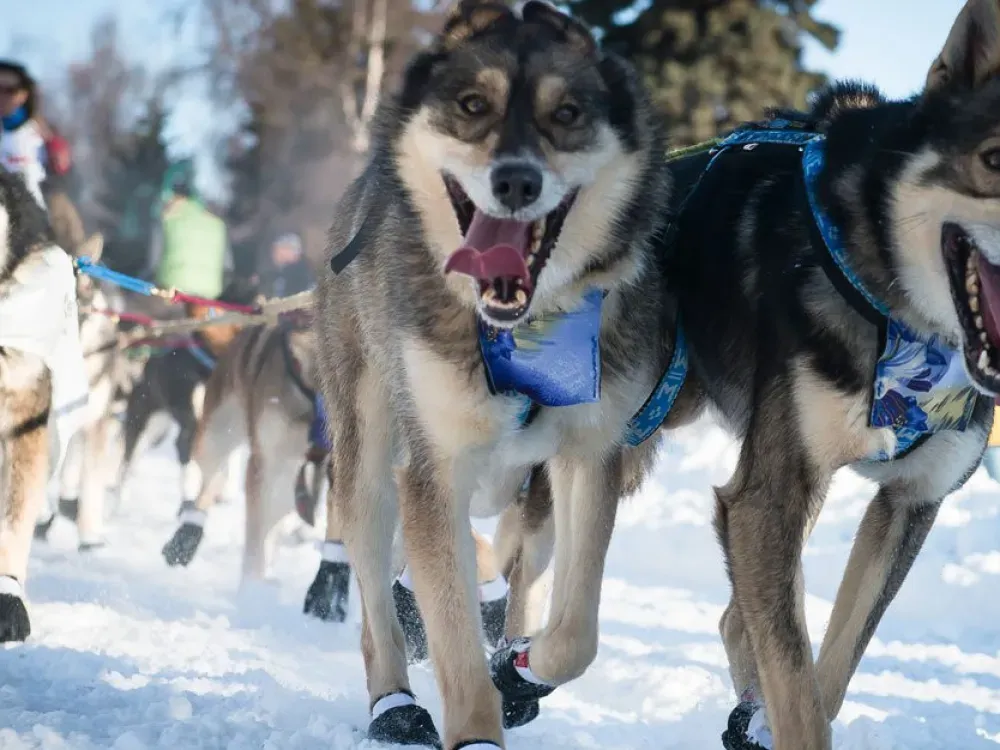 Iditarod Annual Starting Line Event - Willow - 4