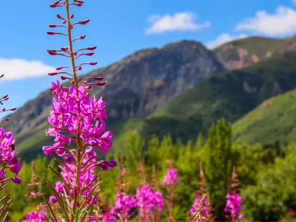 Hatcher Pass Hike & History Tour - 3
