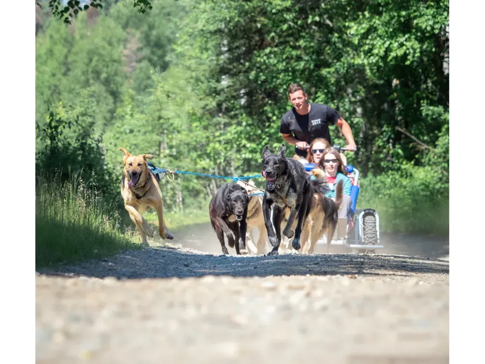Private Summer Ride With Iditarod Team - 3