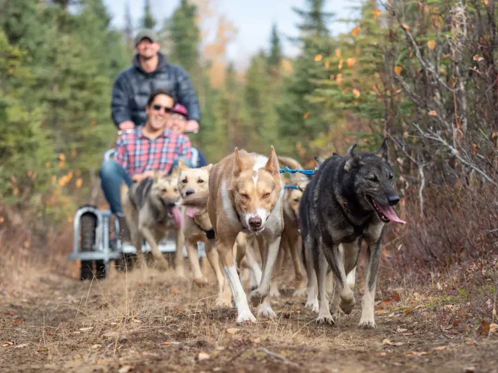 Private Summer Ride With Iditarod Team - 1