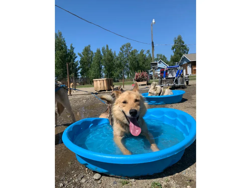Private Summer Ride With Iditarod Team - 5