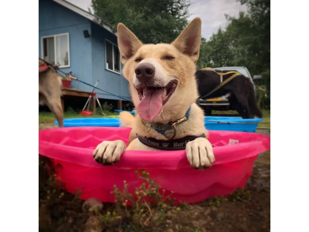 Private Summer Ride With Iditarod Team - 4