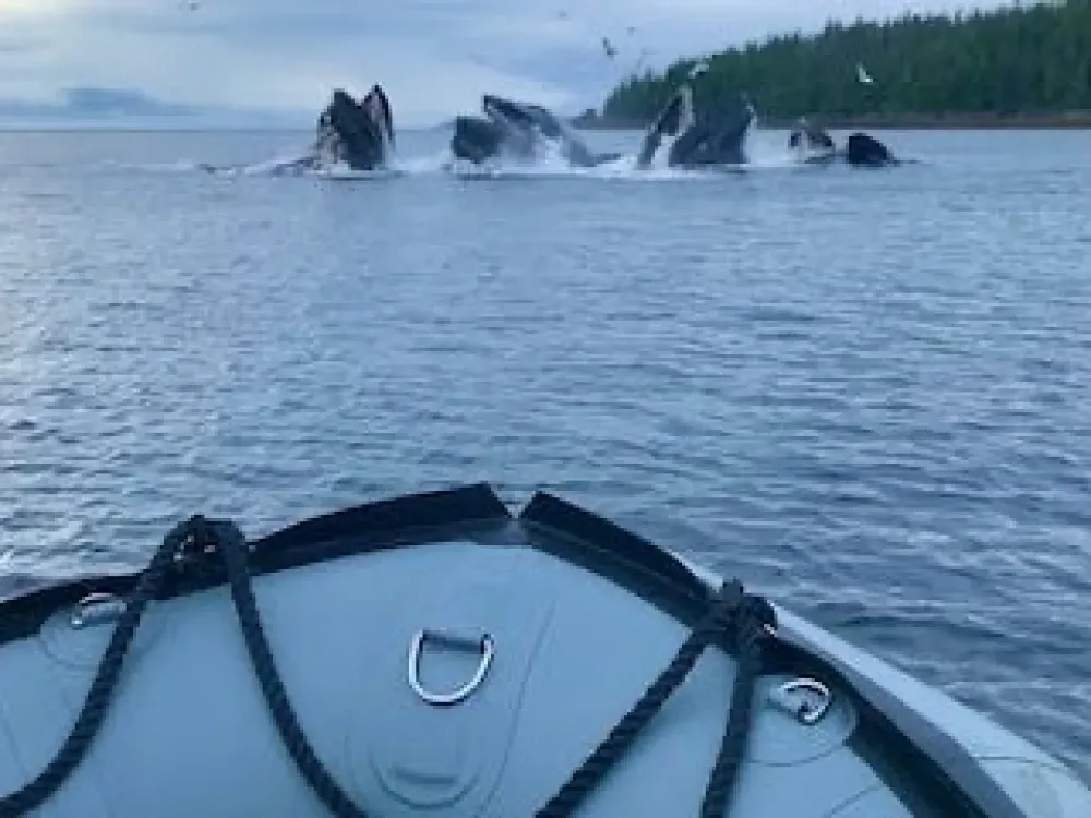 Fast Boat Adventure - 5