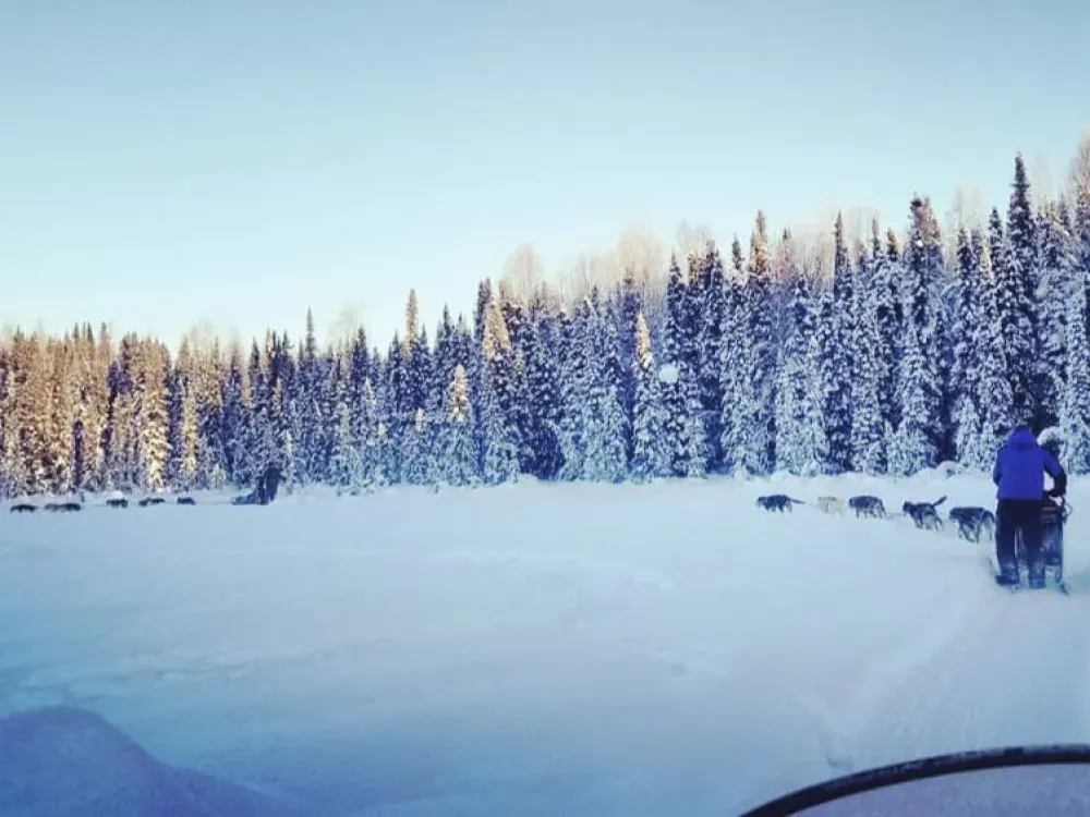 Winter Dog Mushing - 1