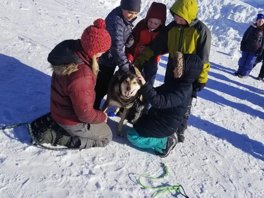 Winter Dog Mushing - 4
