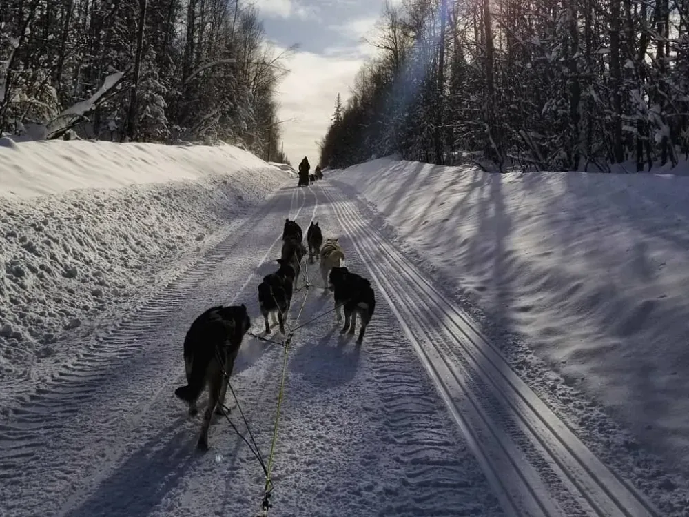 Winter Dog Mushing - 5