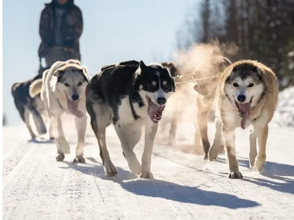 Winter Dog Mushing - 3