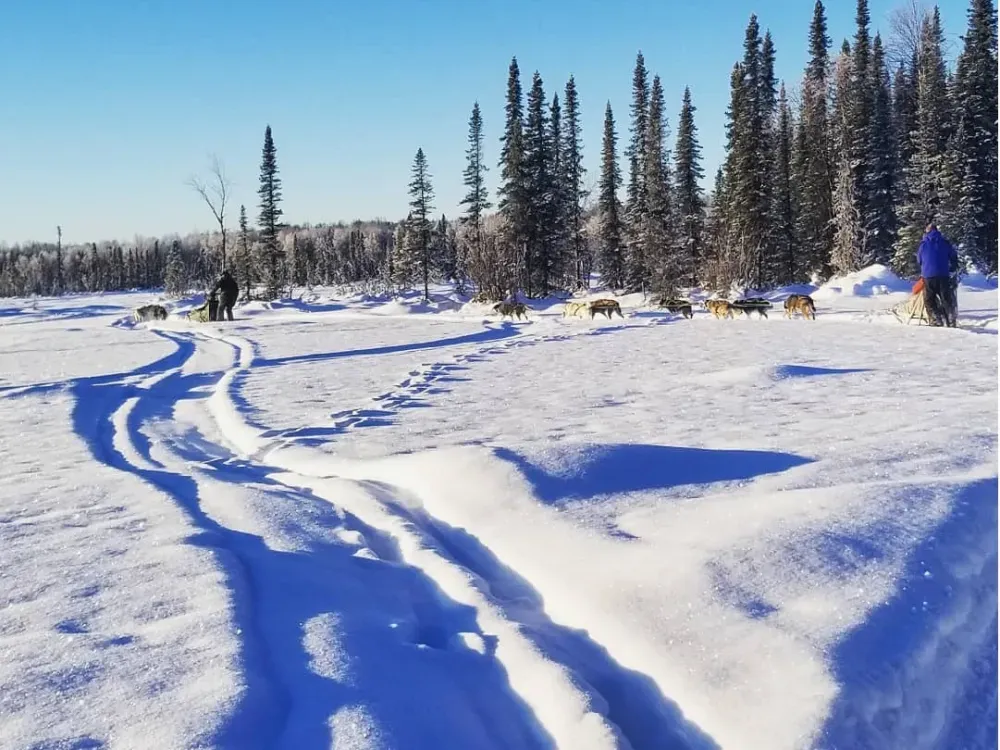 Winter Dog Mushing - 2