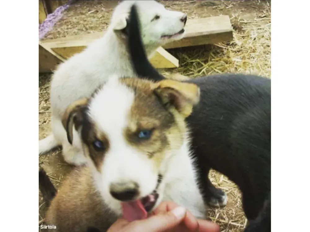 Summer/Fall Dog Mushing Tours - 3