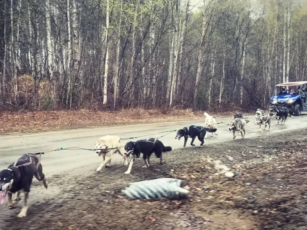 Summer/Fall Dog Mushing Tours - 1