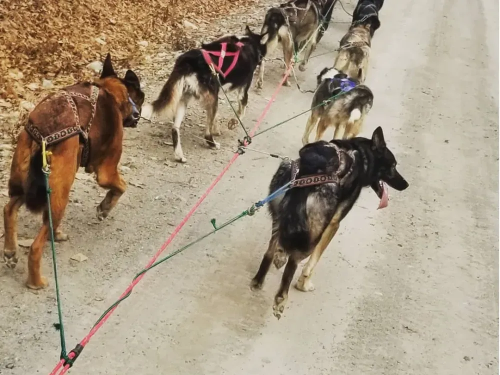 Summer/Fall Dog Mushing Tours - 2