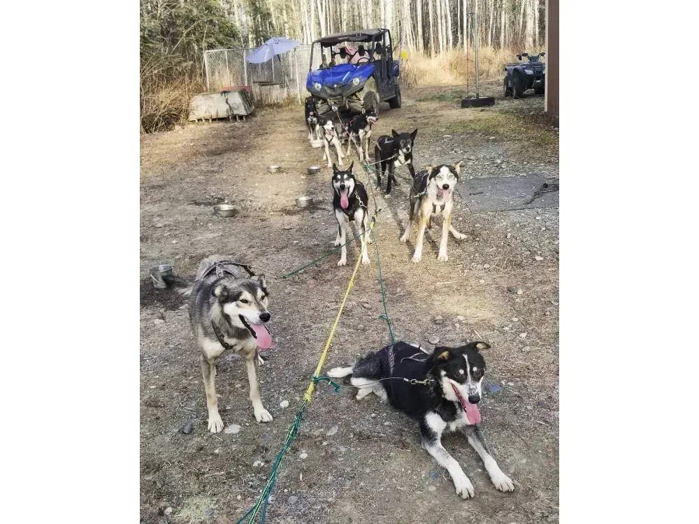Summer/Fall Dog Mushing Tours - 4