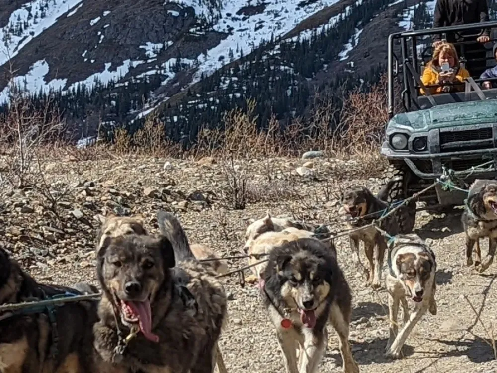 Yukon Sled Dogs & White Pass Summit Experience - 5