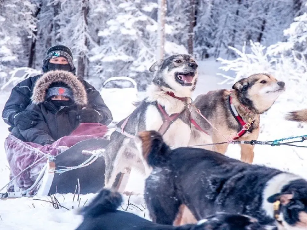 Aurora Dinner With Dog Sled Tour - 2