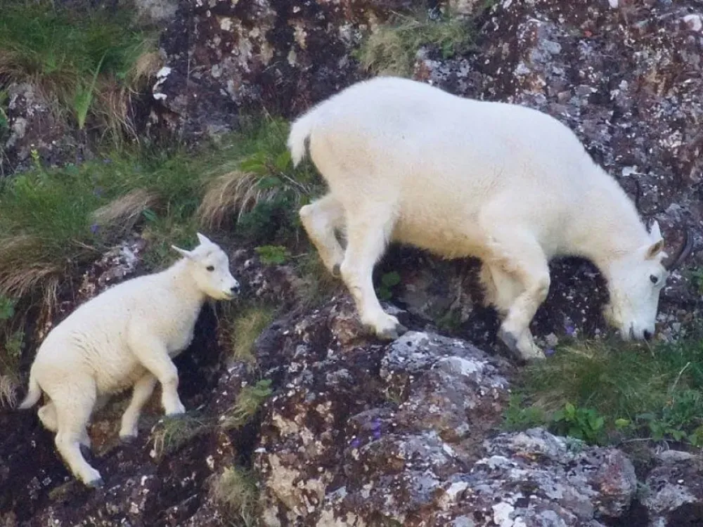 4 Hour Spring Wildlife Cruise - 3