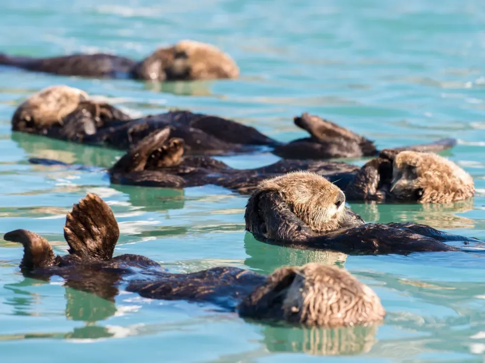 4 Hour Spring Wildlife Cruise - 1