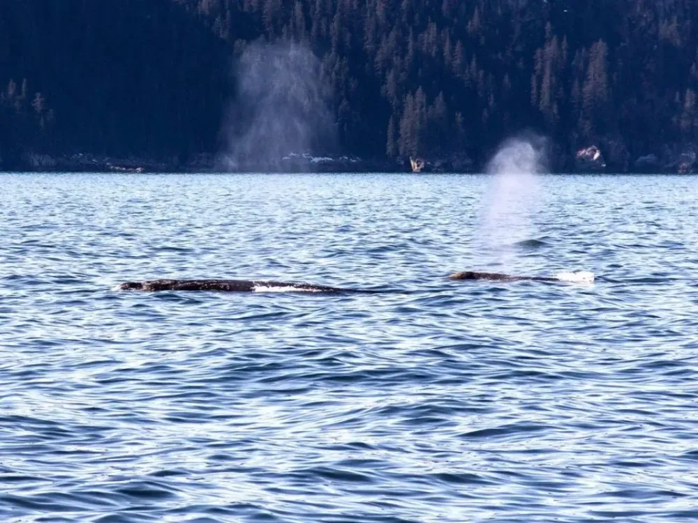 4 Hour Spring Wildlife Cruise - 5