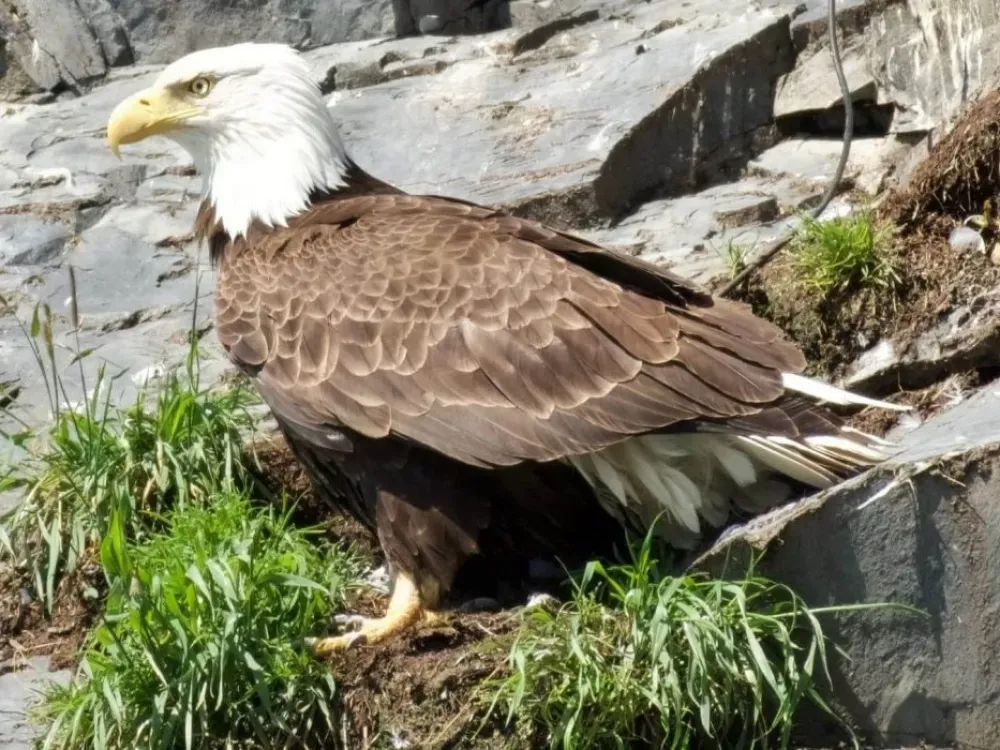 4 Hour Spring Wildlife Cruise - 4