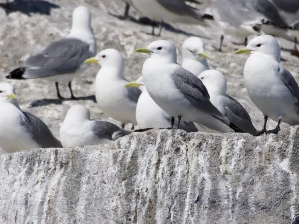 4 Hour Spring Wildlife Cruise - 2