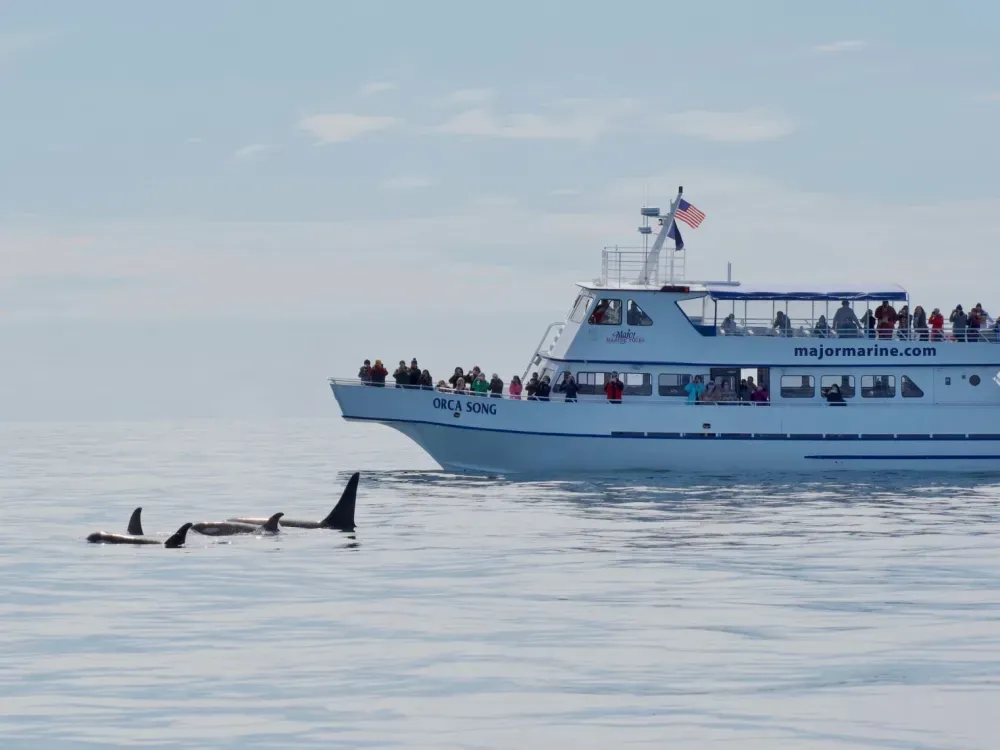 4 Hour Orca Quest Cruise - 1