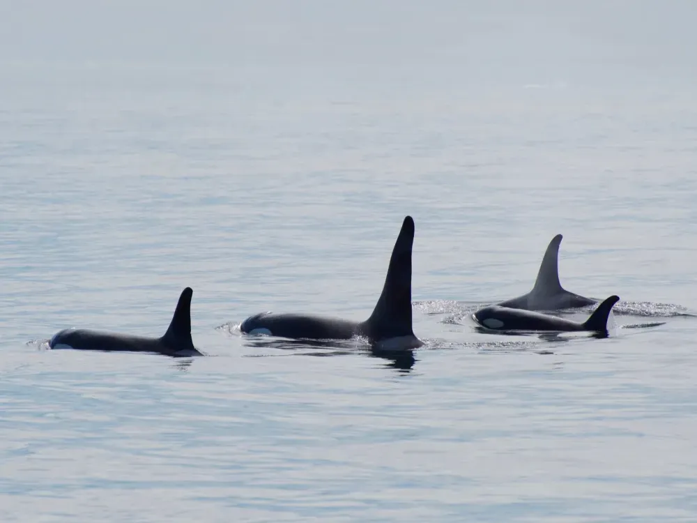4 Hour Orca Quest Cruise - 5