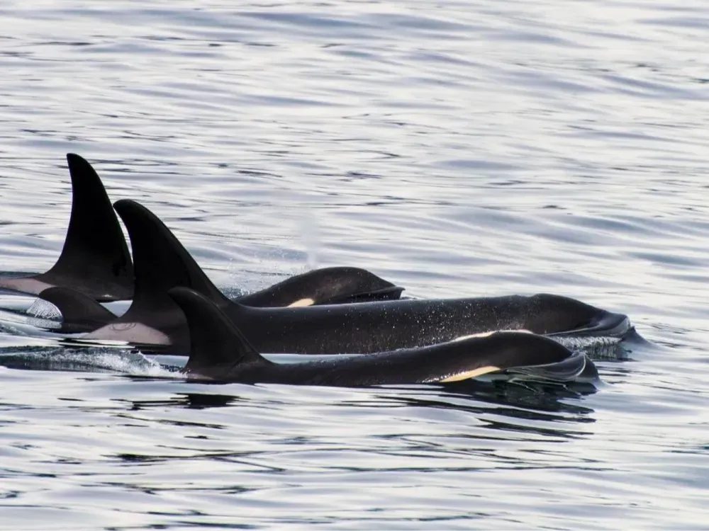 4 Hour Orca Quest Cruise - 2