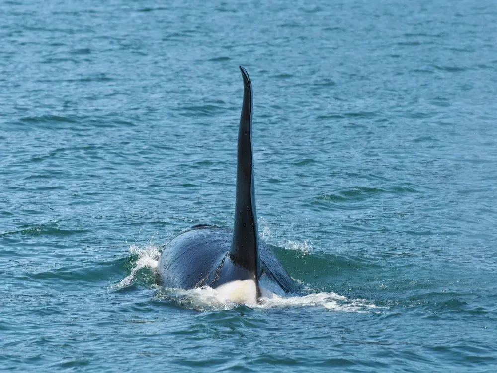 4 Hour Orca Quest Cruise - 3