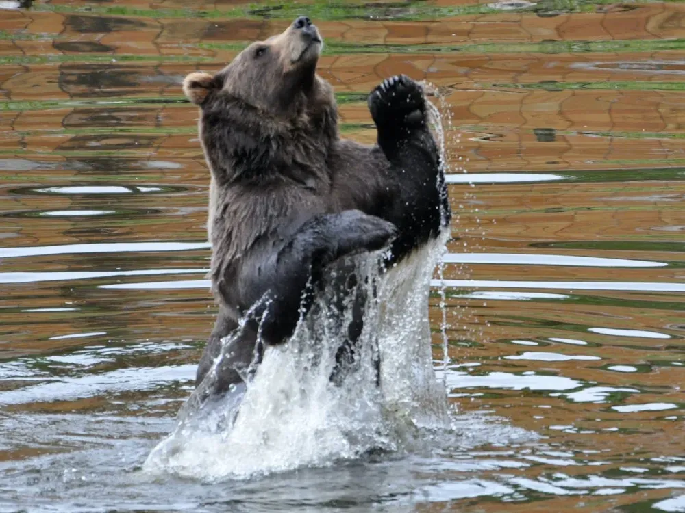 Private Sitka Scenic Tour With Private 7-Passenger Van - 5