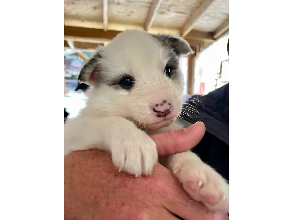 Skagway Sled Dog Discovery & Musher's Camp - 3