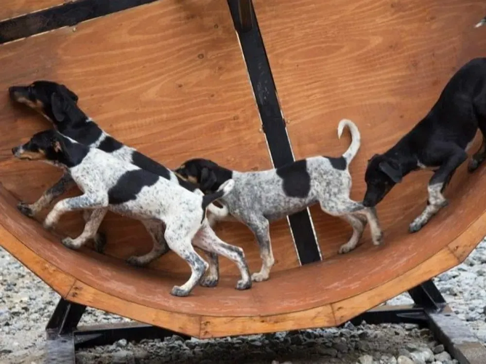 Musher's Camp & Gold Panning - 3