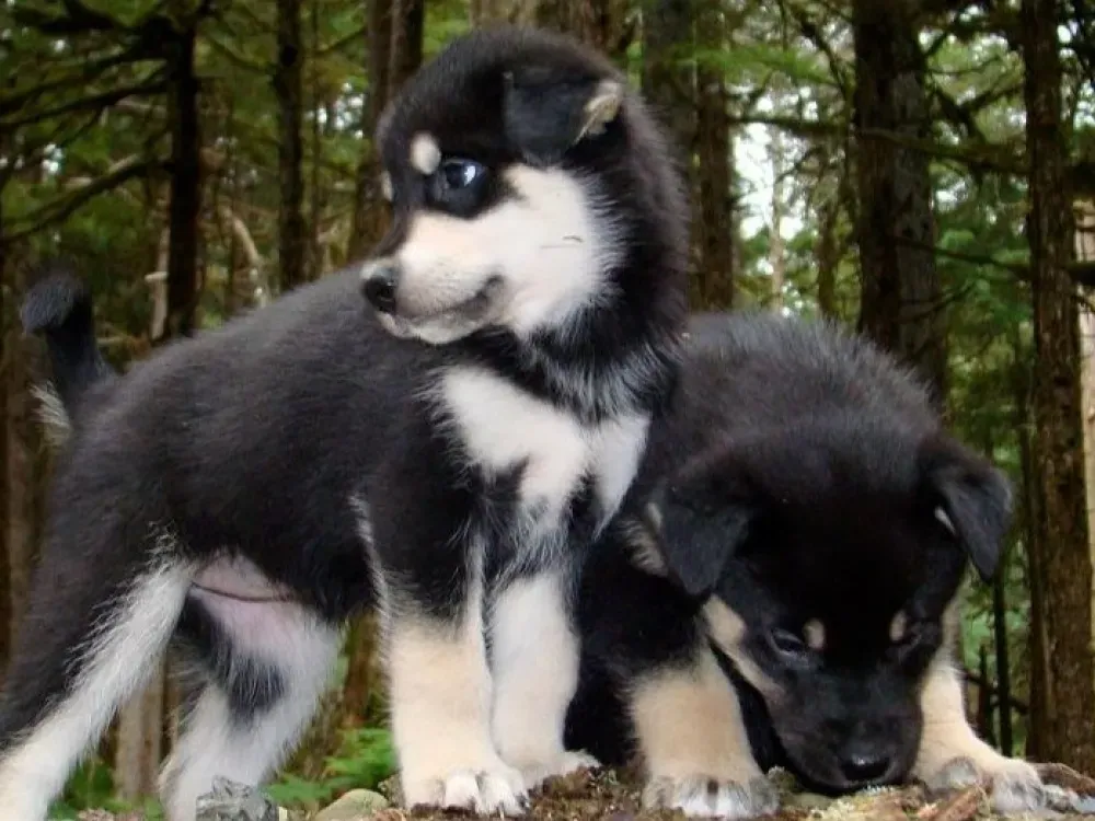 Juneau Sled Dog Discovery & Musher's Camp - 3