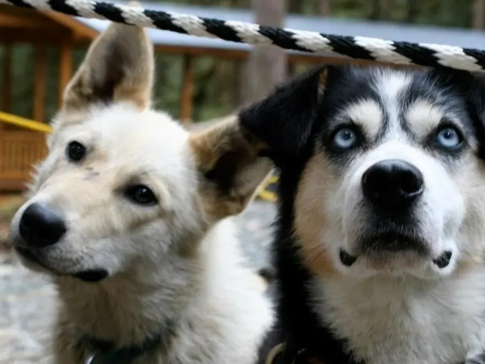Juneau Sled Dog Discovery & Musher's Camp - 4