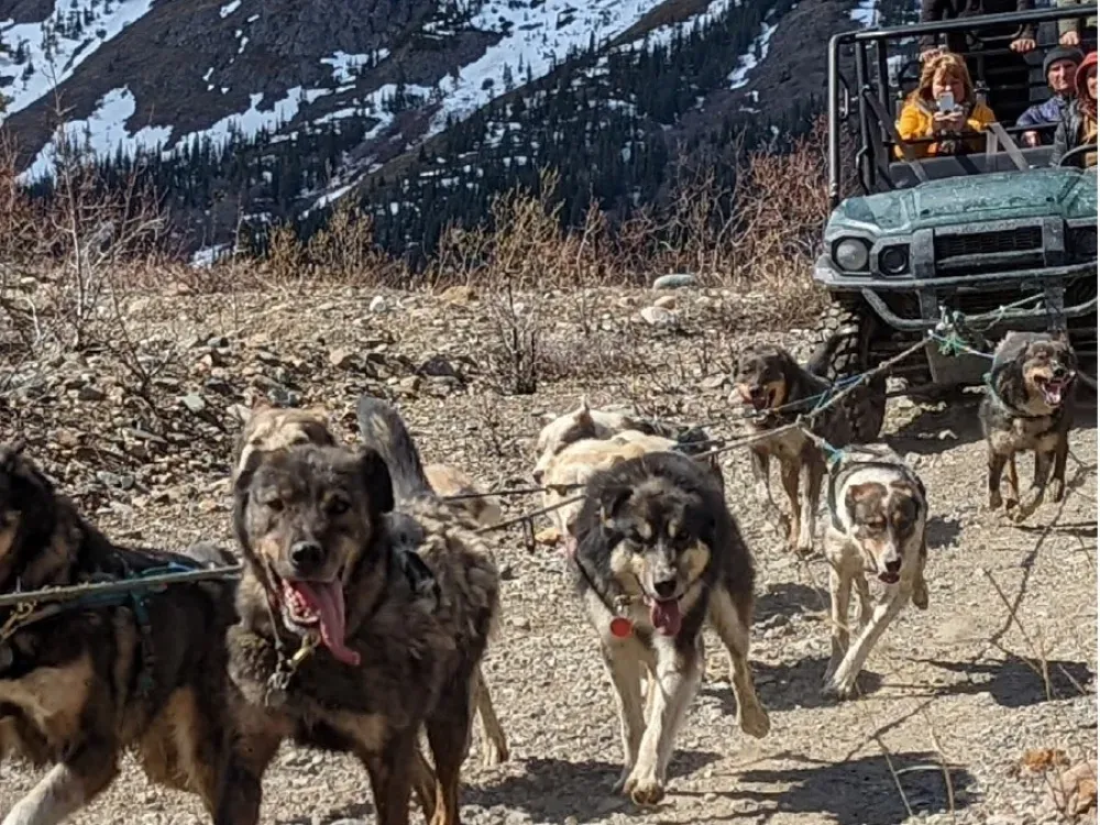 Private Tour - White Pass & Yukon Sled Dogs and Puppies! - 5