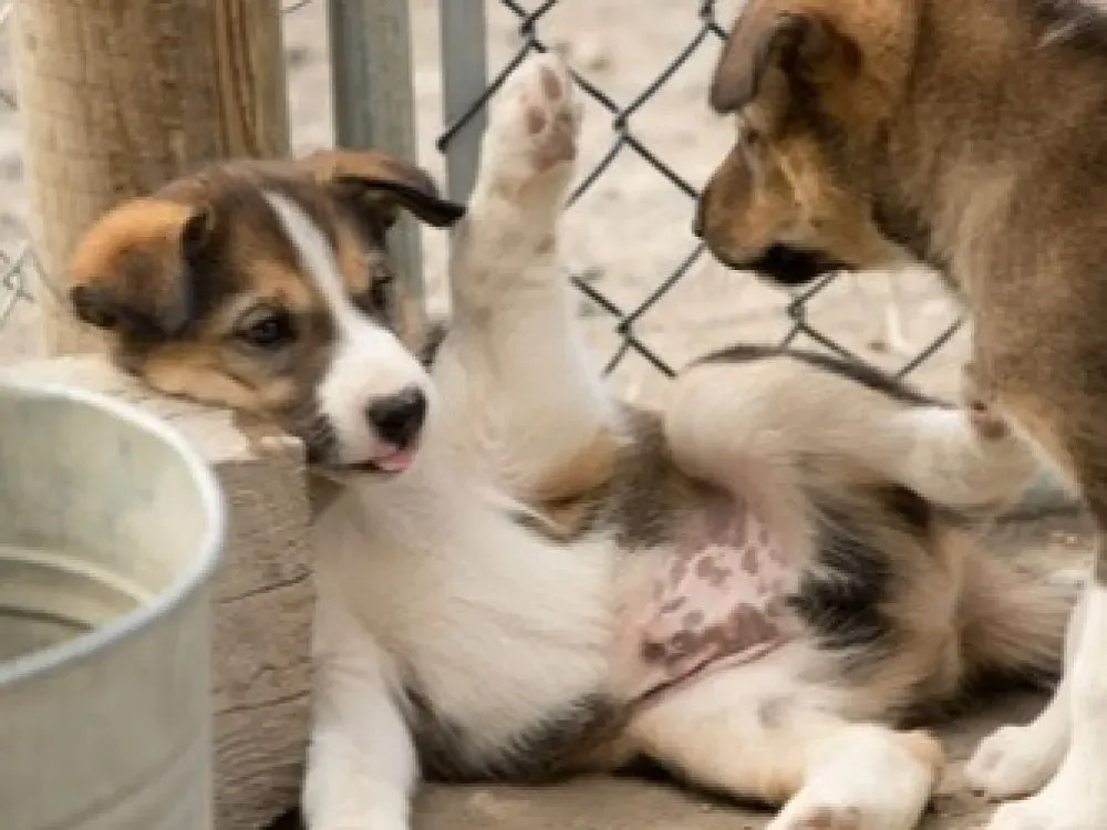 Private Tour - White Pass & Yukon Sled Dogs and Puppies! - 2