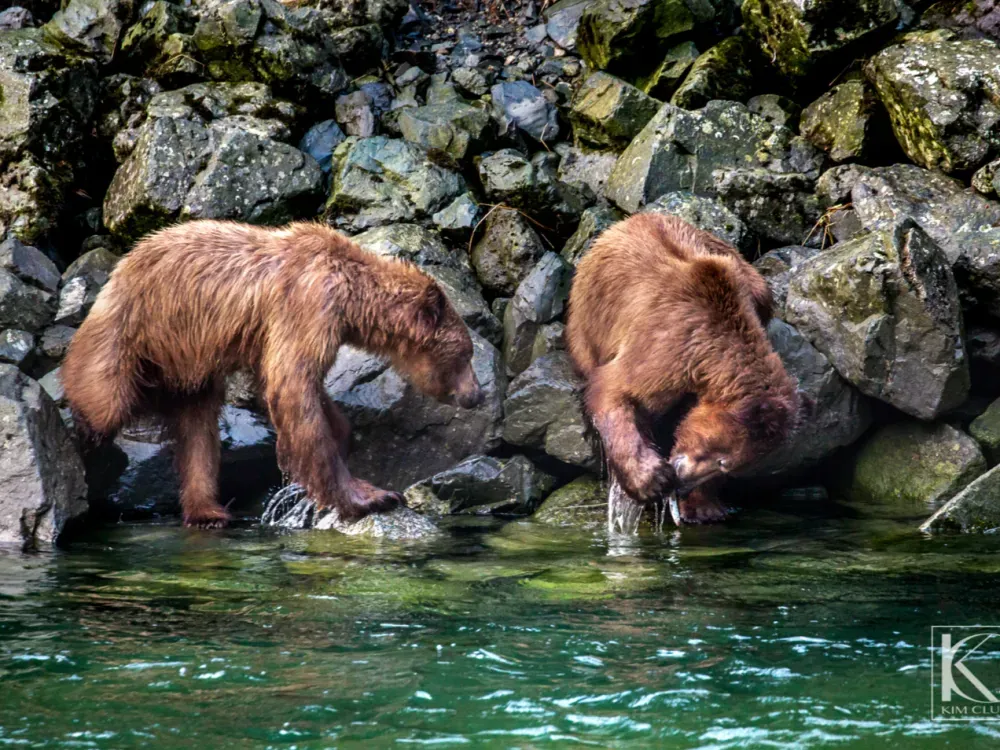Chilkoot Lake Nature and Wildlife Viewing Tour - 4 Hour Haines Departure - 2