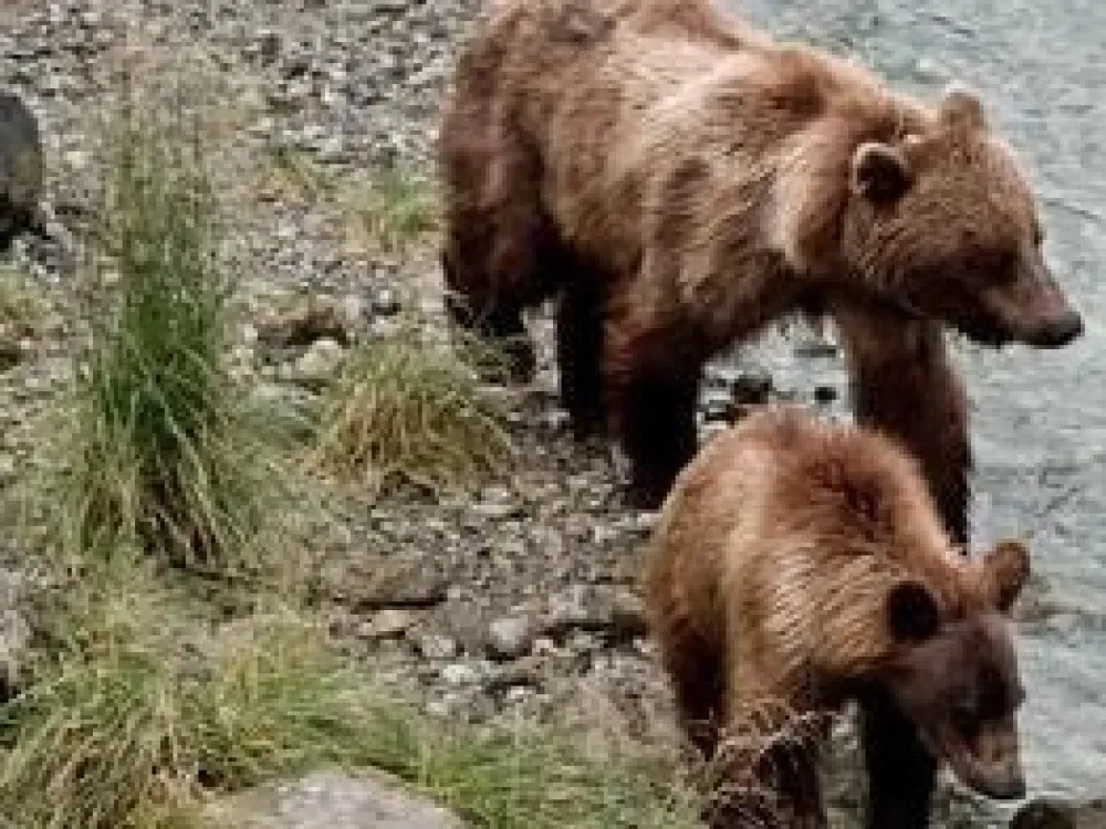 Chilkoot Lake Nature and Wildlife Viewing Tour - 4 Hour Haines Departure - 1