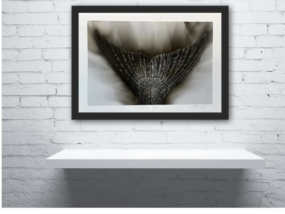 "Salmon Tail"  Print.  Candle Soot on Paper - 2