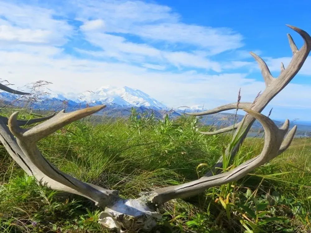 One Day In Denali - 3