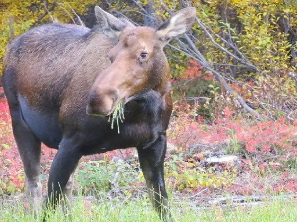 One Day In Denali - 4