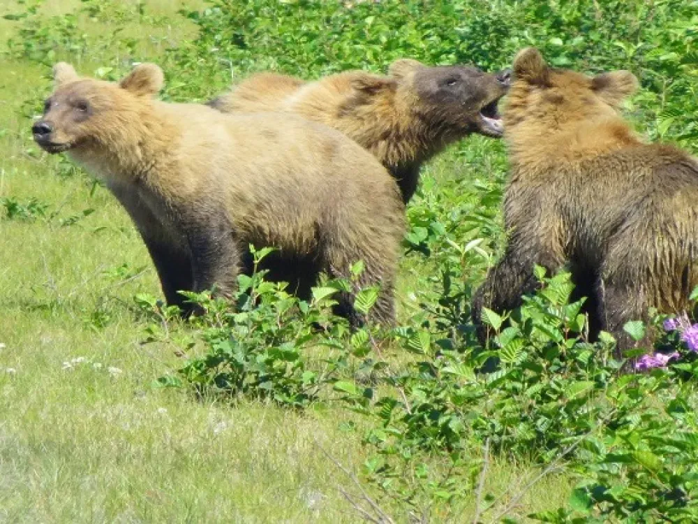 One Day In Denali - 2