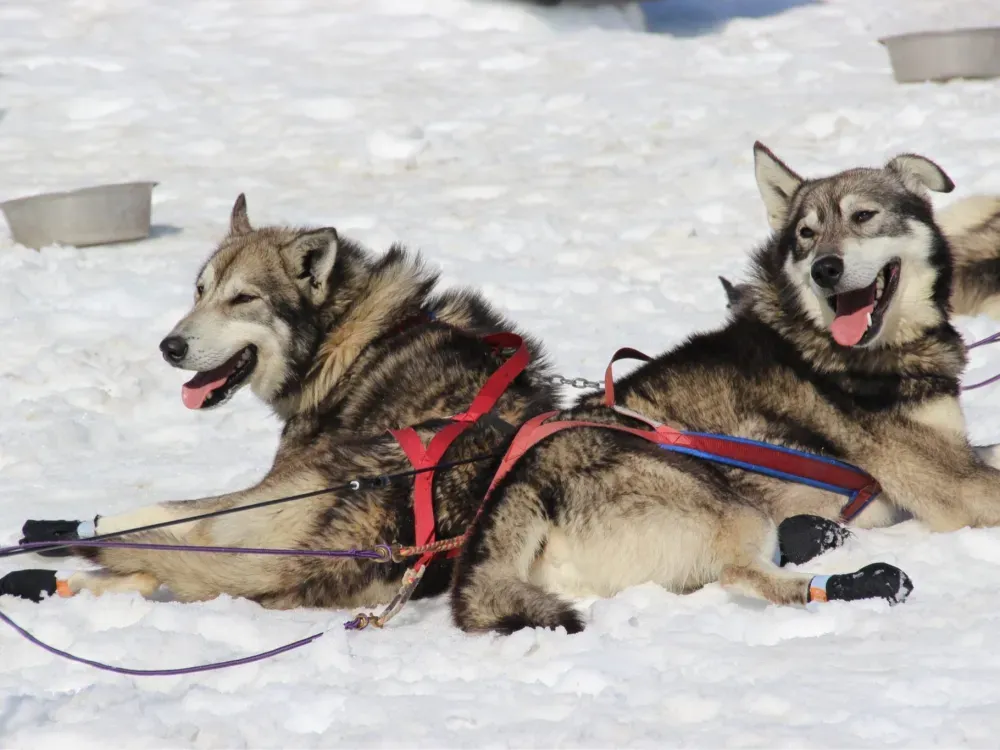 Winter Dog Sled Tour in Knik, Alaska - 4