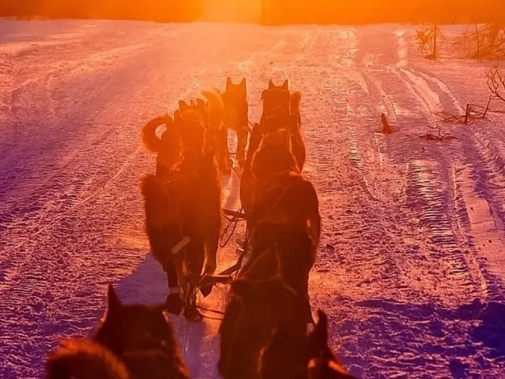 Winter Dog Sled Tour in Knik, Alaska - 2
