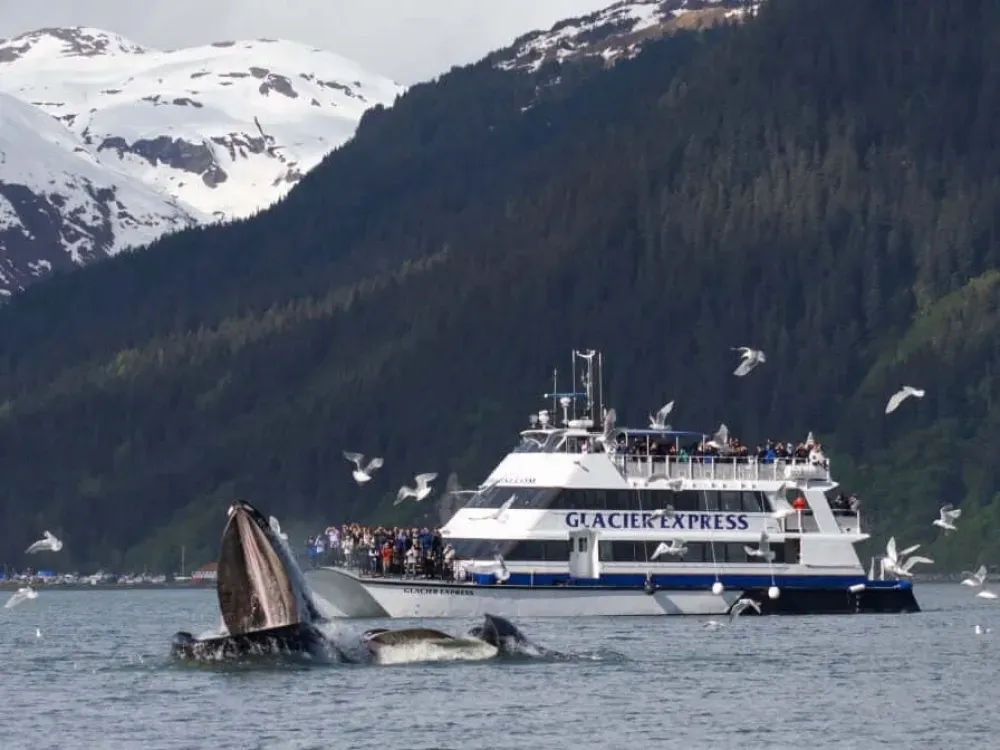 7.5 Hour Kenai Fjords National Park Cruise - 4