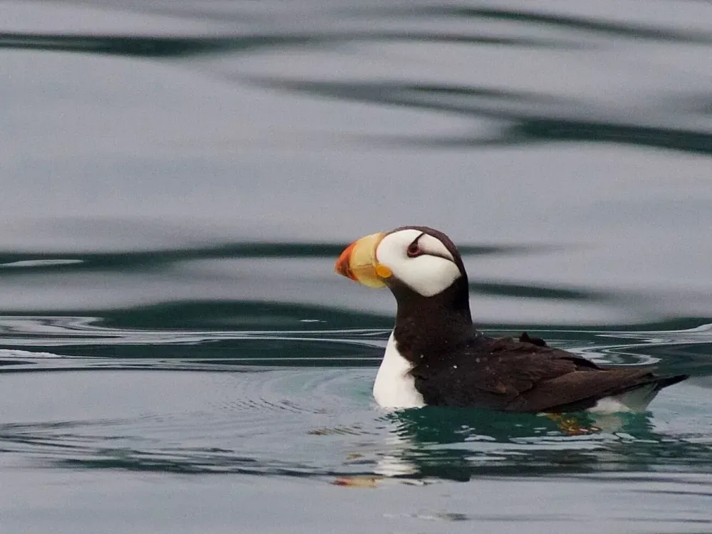 7.5 Hour Kenai Fjords National Park Cruise - 5