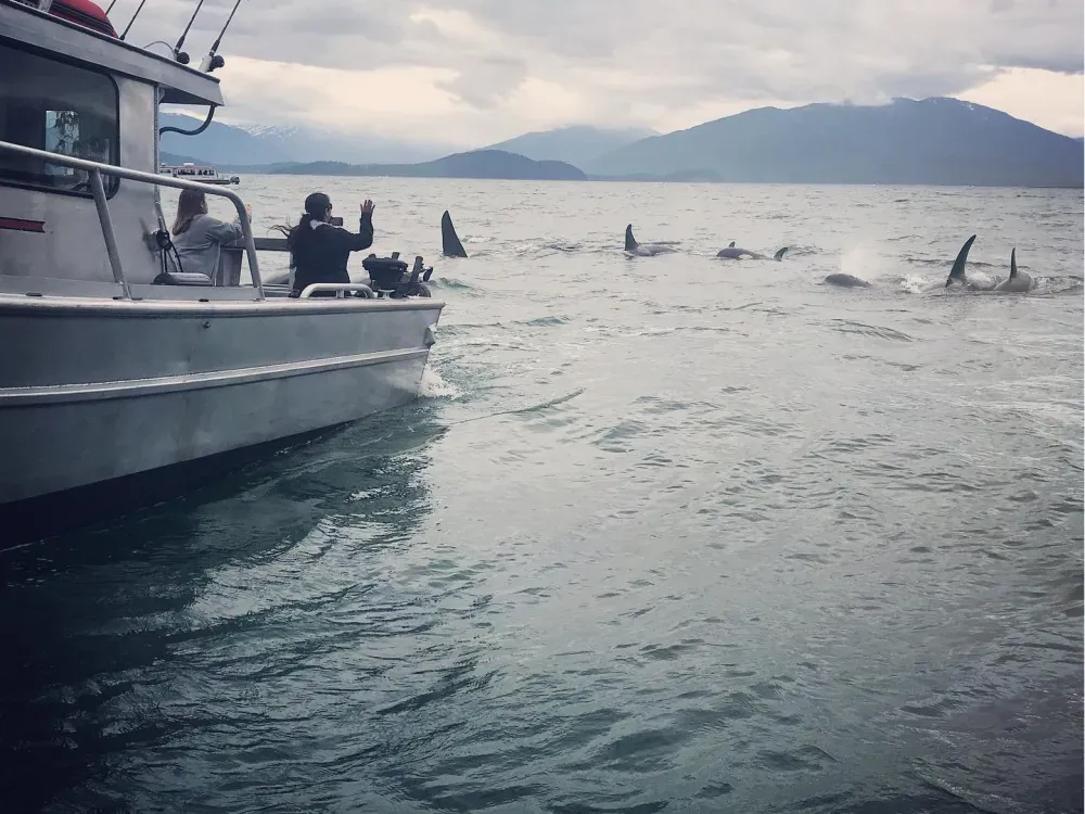 Juneau Whale Watching and Wildlife Viewing - 2
