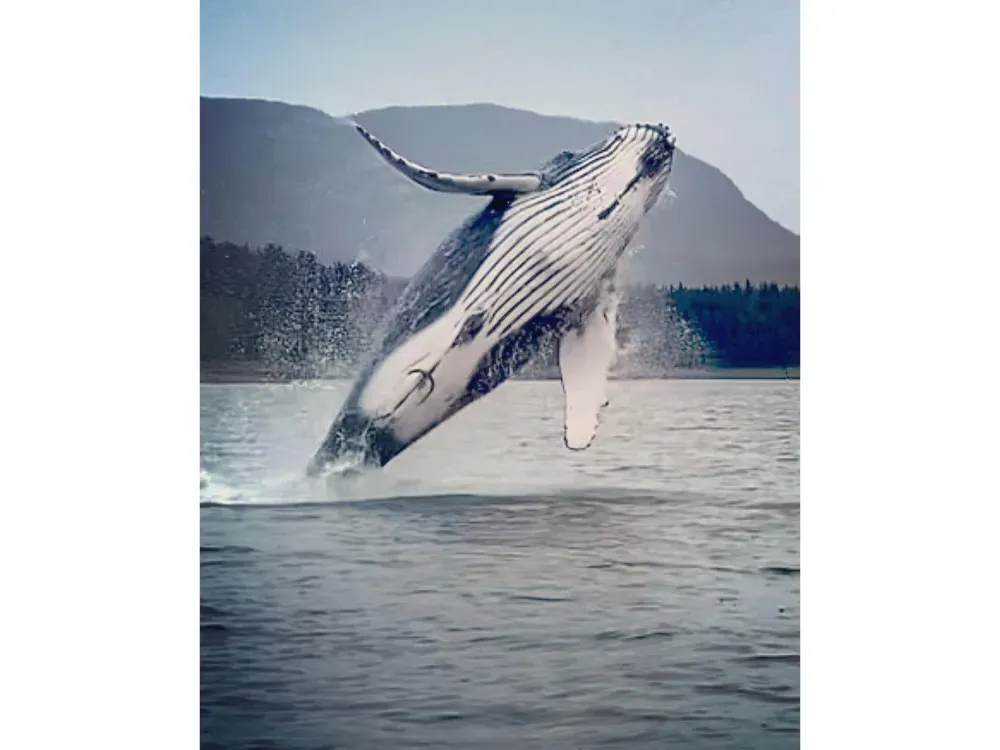 Juneau Whale Watching and Wildlife Viewing - 3