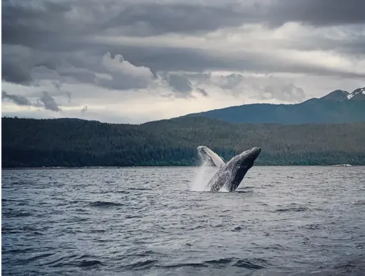 Juneau Whale Watching and Wildlife Viewing