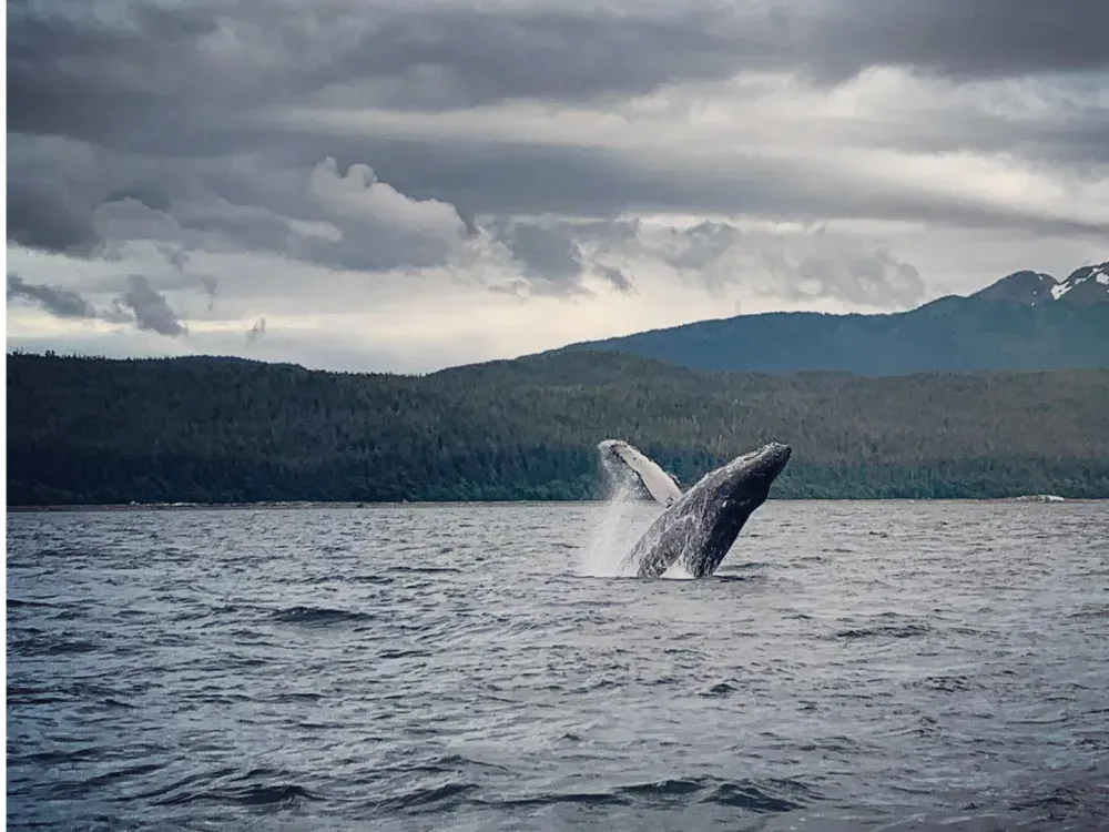 Juneau Whale Watching and Wildlife Viewing - 1
