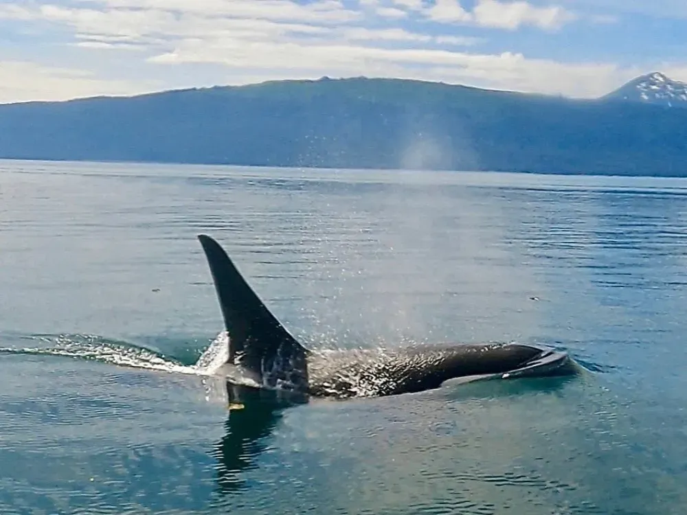 Juneau Whale Watching and Wildlife Viewing - 4